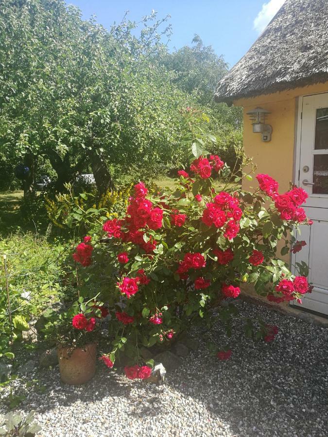 Bella Bed And Breakfast Stevns Arnoje Экстерьер фото